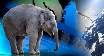 印度斗牛世界排名前十世界斗牛犬十大排名