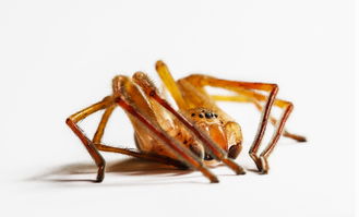 世界上最大的鞭蛛，世界最大鞭蛛排名前十位