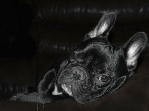 世界巨型犬排行榜，世界巨型猛犬排名前十