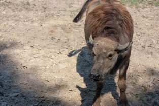中国最牛女导游，最厉害的导游