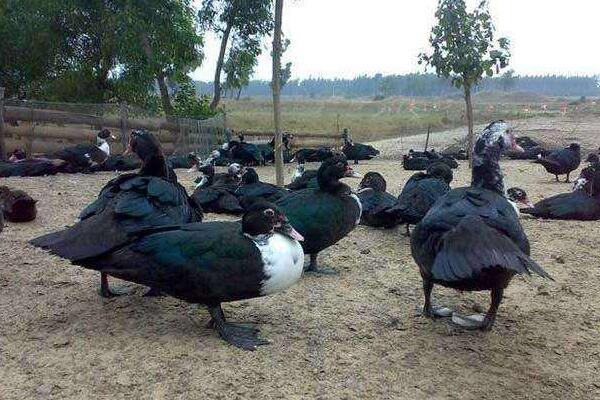 在农村如何赚钱,在农村如何赚钱最快